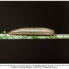 chazara bischoffii larva2